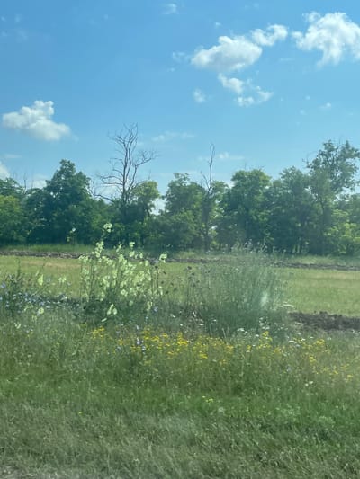 The image shows a rural landscape with a clear blue sky and scattered white clouds. In the foreground, there is a field of tall green grass with various wildflowers, including yellow and blue blossoms. Behind the field, there is a line of trees with lush green foliage and some bare, skeletal trees interspersed. The ground in the middle distance appears to be a tilled field or construction site, with mounds of dark soil visible. The overall scene suggests a natural, undeveloped area. There are no people or animals visible in the image. The location is identified as Bol'shoi Gok, Russia, suggesting this is a view of the outskirts or countryside of that city.