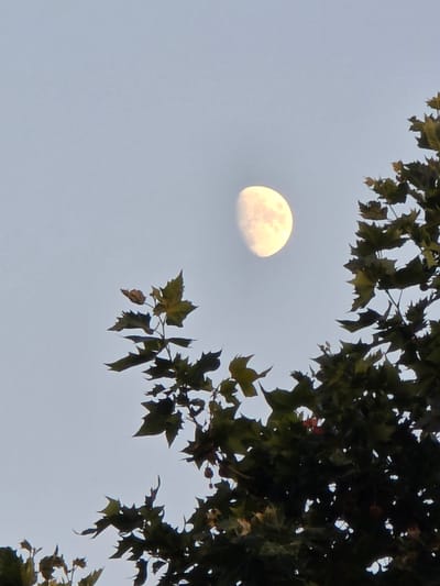 This is a medium-shot, horizontal, slightly blurry photograph of the moon seen through tree branches. The moon is a large, pale yellow, and appears to be waxing gibbous, with about three-quarters of its surface illuminated. It is positioned in the left half of the frame against a pale blue, overcast sky. The right and upper portions of the image are dominated by the dark green leaves of a tree, which are silhouetted against the sky. Some of the leaves are beginning to turn yellow, suggesting the photograph may have been taken in late summer or early autumn. The leaves are sharp and detailed in contrast to the moon. The overall mood is somewhat serene and atmospheric, with the moon partially obscured by the foliage. No people, text, or specific location cues are visible, beyond the implied natural setting. The time of day is likely late afternoon or early evening, given the brightness of the sky and the presence of the moon. The weather appears to be cloudy or hazy, contributing to the soft lighting.