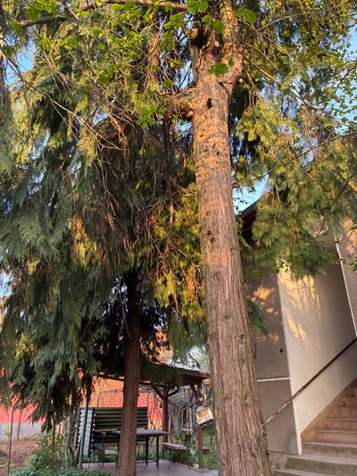 The image, captured sideways, depicts an outdoor scene dominated by trees and residential structures under a clear blue sky. A large tree trunk with reddish-brown, deeply furrowed bark is prominent in the foreground (left side when viewing upright), extending from the bottom to the top of the frame. Its branches, along with those of other trees, display a mix of dense, needle-like conifer foliage and lighter green, broader leaves, filling much of the upper and lower portions of the scene.
The warm, golden light of either early morning or late afternoon illuminates the tree bark and upper foliage, casting long, distinct shadows of branches onto a light-colored building visible behind the main tree. This building features a pale cream upper section and a darker, textured lower wall. In the mid-ground, further to the right, another tree trunk stands, and various man-made elements are visible: a corrugated metal roof (likely a shed or patio cover), a table with chairs, and parts of a fence. A white, rectangular object, possibly a fan, is partially seen near the base of the main tree.
The scene is static, showing no human activity. The clear sky and warm lighting suggest fair weather. The location context is Bokilovtsi, Bulgaria. There is no visible text in the image.