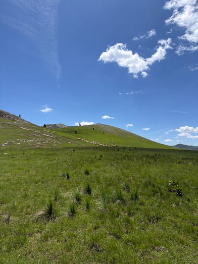 The image depicts a wide-angle landscape captured in Javorje, Montenegro, under a clear, bright blue sky. The scene is dominated by undulating hills covered in lush green grass, suggesting a pastoral or mountainous environment.

The sky occupies the upper portion of the frame, showcasing a vibrant azure hue. Two distinct cloud formations are present:
1.  On the left, a long, narrow, and somewhat streaky cloud, possibly a cirrus cloud or a dissipating contrail, extends vertically with a slight diagonal tilt from the upper left downwards.
2.  On the right, several scattered cumulus clouds appear as bright white, fluffy masses with irregular shapes. One larger cluster of these clouds is prominent in the middle-right sky.

The mid-ground and background are characterized by rolling green hills. The hill on the left rises steeply, displaying patches of exposed light-colored rock or earth interspersed with green grass and a few sparse, small trees near its crest. A faint, lighter-colored track or erosion line traverses this hill. The central hill is broader and more gently sloped, almost entirely carpeted in verdant grass. A line of numerous light-colored sheep (predominantly white) is visible on this central hill, seemingly moving or grazing from left to right along a contour line. Additional clusters of sheep are present on the slope of the hill to the right. A few isolated, small, dark-green trees dot the landscape on the hilltops. In the far background, on the crest of a distant hill to the right, a slender, dark structure, possibly a communication tower, is discernible against the sky.

The immediate foreground is a expanse of green grass, showing variation in height and density. Clumps of taller, darker-green grasses are interspersed with shorter growth, and some patches of dried, lighter-brown grass are visible. Small white floral elements are sparsely scattered within the foreground grass. The lighting suggests bright sunlight, indicating a clear day. No human figures or overt signs of human activity, other than the distant tower and implied sheep herding, are visible. The overall impression is one of natural tranquility and rural open space.