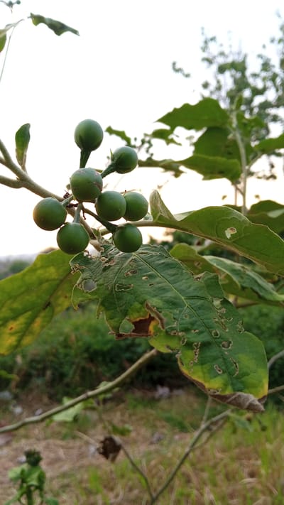 The image depicts a cluster of green, unripe fruits, likely pea eggplants, hanging from a branch amidst leaves. The leaves show signs of damage, with numerous holes and some browning. The background includes blurry vegetation and a glimpse of the sky, suggesting an outdoor setting. The location is Uruekanoe, Indonesia. The image doesn't show people or actions. It's a static, close-up view of plant life, possibly documenting the state of the plant and its fruit. The environment appears to be a rural or semi-rural area.
