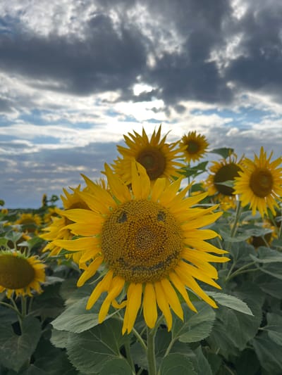 In Hrabovets, Ukraine, a field of sunflowers stretches towards a dramatic sky filled with dark, swirling clouds and patches of sunlight. The foreground is dominated by a large sunflower whose center is imprinted with a smiley face. Its bright yellow petals radiate outwards, some slightly drooped. Behind it, other sunflowers of varying sizes are visible, some in sharp focus, others blurred. The leaves of the sunflowers are a deep green. The overall impression is a blend of natural beauty and a touch of whimsy, set against a backdrop of an overcast, yet bright, sky.