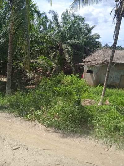 The image depicts a rural scene in Langkahan, Indonesia, featuring a dirt road in the foreground. To the right of the road, a small, weathered building with a thatched roof and a small, dark rectangular window is visible, surrounded by dense green foliage. Palm trees are abundant throughout the scene, with one prominently featured on the left side of the image. The sky above is partly cloudy.