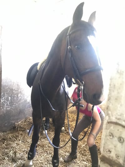 A brown horse with a bridle and saddle stands in a stable with straw bedding. A person wearing pink shorts, grey leggings, and black riding boots is positioned behind the horse. The location of the scene is not deducible.