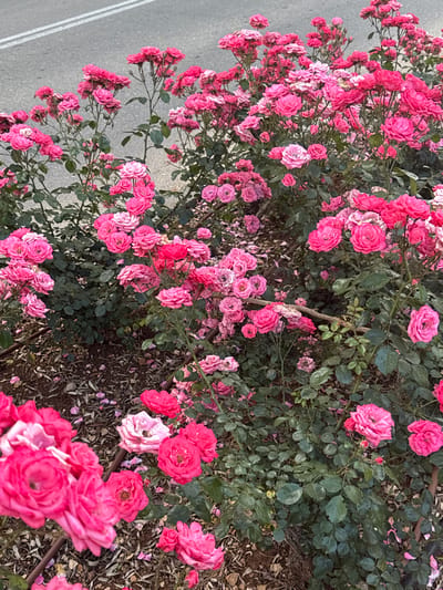 The image shows a patch of pink roses growing alongside a road in Maale Yosef Regional Council, Israel. The roses are in full bloom, and their colors contrast with the gray asphalt of the road. The area around the roses is covered in mulch.