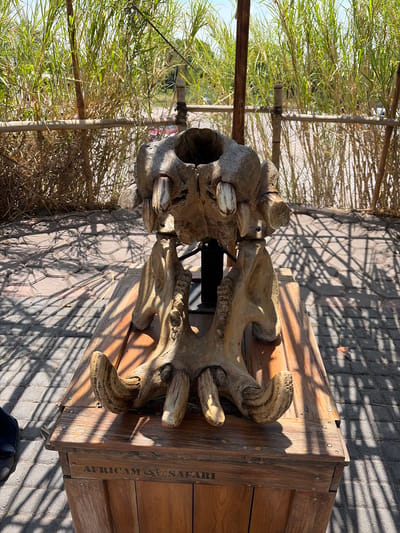 A large, sculpted, likely decorative, hippo skull is displayed on a wooden box labeled "AFRICAM SAFARI" on a brick-paved surface. The surrounding environment features vegetation and a shaded area cast from an overhead structure. While I am unable to confirm the location in San Pedro Zacachimalpa, Mexico, based solely on the image, this setting suggests an outdoor exhibit or display area, possibly related to wildlife or safari themes. There is no indication of any people in the image.