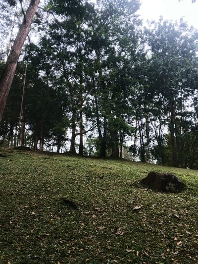 A grassy hillside dotted with fallen leaves slopes upward toward a line of tall trees. Sunlight filters through the canopy, illuminating patches of the hillside. A large rock sits on the right side of the frame. The trunks of the trees are visible against the sky, adding depth to the scene.