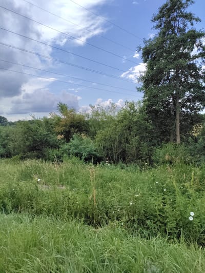 This is a landscape photograph taken outdoors, likely in a rural or semi-rural setting, possibly in Itzehoe, Germany. The scene is dominated by lush green vegetation, including tall grasses and various bushes and trees. In the foreground, dense, bright green grass grows abundantly. Behind this, a thick line of various green bushes and trees creates a natural barrier, with some taller trees interspersed. To the right, a prominent, mature tree with a thick trunk and dark green foliage stands out against the backdrop. Above the vegetation, a bright blue sky is visible, partially obscured by scattered white clouds and the dark lines of power lines stretching across the frame. The lighting suggests it is daytime, with the sun likely high in the sky, casting a bright, natural light on the scene. The weather appears to be fair, with a mix of sun and clouds. There are no people or explicit man-made structures, apart from the power lines, which suggest the presence of infrastructure near the natural landscape. The overall impression is one of natural beauty and serenity, with a hint of human presence through the electrical infrastructure.
