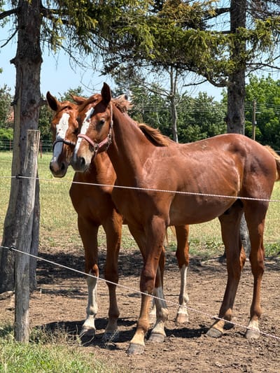 The image depicts two chestnut-brown horses standing in an outdoor enclosure in Slavovitsa, Bulgaria, under a clear blue sky. Both horses have white blaze markings on their faces and are wearing halters; the horse on the left has a white halter, and the horse on the right wears a pink and white striped halter. They are positioned in the center-right of the frame, facing slightly left. A white electric fence, marked with red stripes, runs across the foreground, partially obscuring the horses' lower bodies. The fence is attached to a weathered wooden post on the far left and continues towards the right. The ground in the immediate foreground is dry, cracked dirt with sparse green grass patches. In the background, a large tree with dark bark and green foliage stands to the left of the horses, and another tree trunk is visible on the far right. Further back, a grassy field leads to a line of deciduous trees. Distant power lines and faint structures (possibly residential buildings) are visible on the horizon beneath the bright sky. The scene is illuminated by direct sunlight, casting shadows on the ground. No human subjects are present.