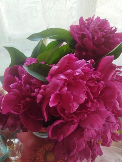 A close-up shot focuses on a bouquet of vibrant, dark pink peonies, predominantly filling the frame. Several large, fully bloomed peonies are visible, with layers of ruffled petals creating a lush texture. Dark green leaves are interspersed among the flowers. In the lower left corner, a clear glass perfume bottle with a gold cap is partially visible. Behind the flowers, a white, patterned curtain or fabric is faintly discernible. The bouquet appears to be placed on a surface that reflects light, with some indistinct floral patterns visible beneath it. The lighting suggests an indoor setting, possibly near a window.