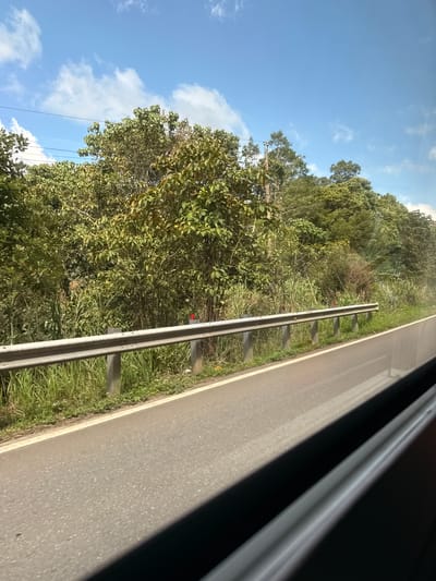 The image shows a roadside view in Lac Duong, Vietnam. A paved road with a white line marking the edge runs diagonally across the frame, starting from the bottom left and extending towards the right. A metal guardrail runs parallel to the road on the left side, supported by concrete posts. Beyond the guardrail, lush green vegetation, including tall grass and dense trees with varied foliage, covers the landscape. The trees appear to be in full leaf, indicating a tropical or subtropical climate. In the upper portion of the image, a bright blue sky is visible, dotted with scattered white clouds. The scene suggests a rural or semi-rural setting, likely outside the main urban area of Lac Duong. The image was captured from a moving vehicle, as indicated by the slight blur and the reflection of the vehicle's interior on the right side of the frame. There are no people or animals visible in the scene.