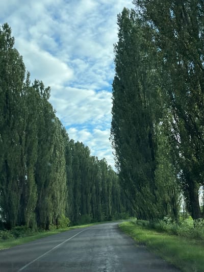 The image depicts a road lined with tall, slender trees, creating a natural avenue. The road itself appears to be asphalt and has a white line marking the center. The trees are densely packed on both sides of the road, with their foliage creating a canopy effect. Green grass grows along the sides of the road and between the trees. The sky above is partly cloudy with a mix of blue sky and white clouds. The overall scene suggests a rural or suburban setting, possibly a scenic route or an entrance to a village. The location is identified as Zhurivka, Ukraine. There are no people or animals visible in the image.