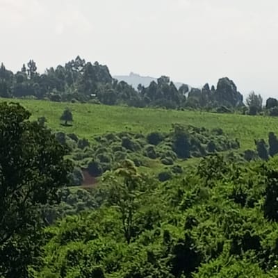 The image depicts a lush, green landscape in Ihururu, Kenya. The foreground is dominated by dense, green foliage, while the midground features a rolling, green hillside dotted with patches of shrubbery and a single, solitary tree. A ridge of trees forms the horizon line, with faint mountain silhouettes visible in the distance against a hazy sky.