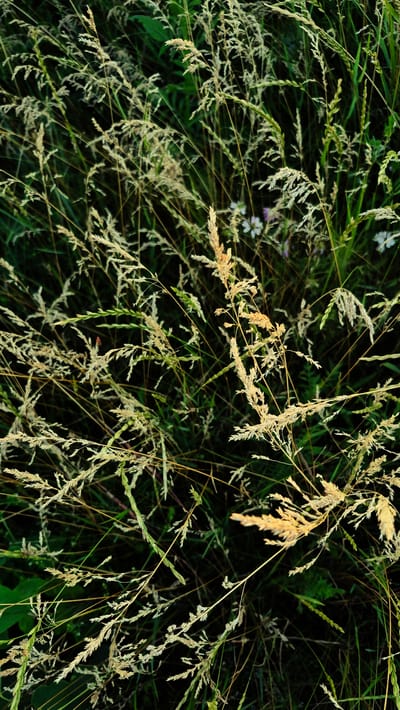 This media file is a top-down close-up shot of tall grass in a field, likely in Piatra Albă, Moldova. The subjects are the dry, pale stalks of grass with their feathery seed heads, interspersed with greener blades of grass. A few small, pale purple flowers are also visible among the grass. The scene is natural and untamed, suggesting an outdoor setting.
There is no discernible activity or event taking place; the image captures a still moment in nature. The time of day appears to be overcast or early morning/late evening, as the light is soft and diffuse, and the dark shadows suggest limited direct sunlight. The overall mood is serene and perhaps a little melancholic due to the dry, dying grass. No text is visible in the image.