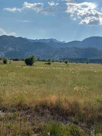 This is a landscape photograph taken in the vicinity of Dragalj, Montenegro. The image depicts a vast, sun-drenched meadow filled with tall grasses and scattered wildflowers, predominantly white and yellow. In the mid-ground, several trees of varying sizes dot the landscape, with one particularly prominent, bushy tree slightly left of center. Beyond the meadow, a dense forest forms a dark green band across the horizon. The background is dominated by a range of rugged, blue-grey mountains, their slopes covered in vegetation and their peaks sharp against the sky. The sky itself is a bright blue, punctuated by scattered white clouds, some of which are illuminated by sunlight, casting subtle shadows on the mountains. The foreground shows a gravelly area with more grasses and some scattered small white flowers. The overall impression is one of a serene, natural landscape under a clear sky.
