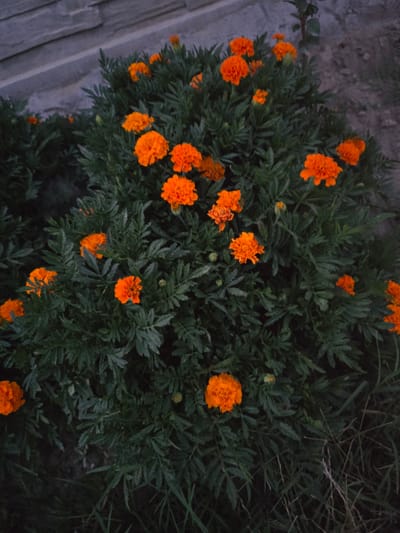 The image shows a bush of marigolds with bright orange flowers, in full bloom. The marigolds are dense and bushy, with dark green foliage. Some of the flowers are fully open, while others are still in bud. The background is a blur of dark green leaves and some grey stonework at the top left. The lighting suggests it may be dusk or a dimly lit area. There are no people or animals visible in the image. The location of Moscovei, Moldova is not discernible from the image itself; this is a general depiction of a marigold bush.