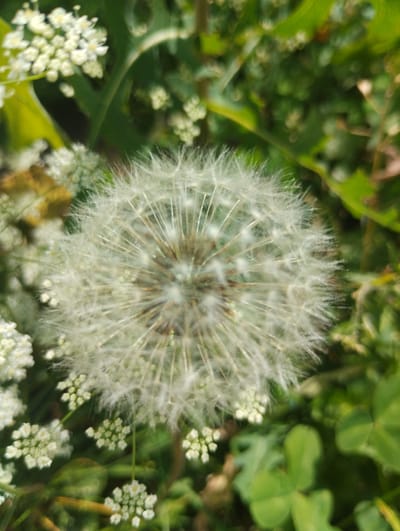 The image shows a close-up of a dandelion seed head in a natural setting, likely outdoors. The dandelion is the primary subject, appearing fluffy and white with its many delicate seeds ready to disperse. Surrounding the dandelion are other plants, including small white flowers, clover leaves, and green foliage, all rendered with a shallow depth of field that blurs the background. The lighting suggests it is daytime, with soft natural light illuminating the scene. There are no people or animals visible in the image. The overall impression is one of a serene, close-up view of nature. The image does not contain any information to suggest it is located in the city of Zavolzhye, Russia.
