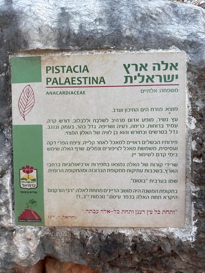 This is a close-up, eye-level, outdoor photograph of a sign affixed to a rocky surface. The sign, which is rectangular and oriented vertically, is made of a light-colored material with a textured surface. It is partially obscured by the surrounding rock.

The sign features text in both Hebrew and English. The English text, in all capital letters, reads "PISTACIA PALESTINA" and below it, in smaller font, "ANACARDIACEAE". To the left of this English text is a stylized drawing of a single leaf.

The Hebrew text is larger and more prominent. At the top right, it reads "אלה ארץ" followed by "ישראלית" on the line below. Beneath this, in a smaller font, it says "משפחה: אלתיים". Further down, the Hebrew text provides a description of the tree, its habitat, its fruits, and its uses.

At the bottom left of the sign is a logo with a red flower and the word "כרמיאל" (Karmiel) in Hebrew text. Below this, in smaller Hebrew text, it reads "עיריית כרמיאל" (Karmiel Municipality). A further graphic with a red shape on a hill and the text "פארק המחצבות - כרמיאל" (Quarry Park - Karmiel) is also present.

The rock face appears weathered and irregular, with visible cracks and textures. The overall lighting suggests it is daytime, with the sun casting shadows and highlighting the textures of both the sign and the rock. The environment appears natural, likely a park or natural reserve given the presence of the "Quarry Park" inscription. The specific location is Karmiel, Israel.