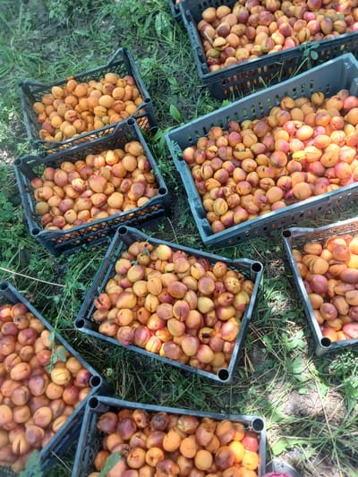 The image shows an overhead view of several black and grey plastic crates filled with apricots. The crates are scattered on the ground, which is covered with grass and dirt. The apricots are a mix of yellow and orange, with some showing reddish blush. The lighting suggests an outdoor setting, possibly a farm or garden. The scene appears to be in Batken City, Kyrgyzstan, based on the provided context.