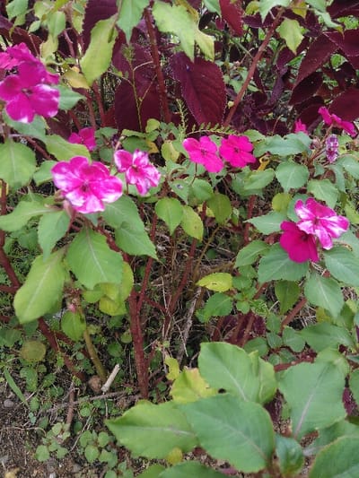This image displays a dense cluster of various plant life within the city of Nathene, Laos. The scene is dominated by flowering plants featuring multiple five-petaled blooms, primarily in shades of magenta and fuchsia pink. Several of these flowers exhibit distinct white variegation emanating from their centers, while others are solid pink. These flowering plants have oval, pointed leaves of varying shades of light to medium green, and reddish-brown stems. Interspersed among these are plants characterized by broad, dark red or burgundy leaves, creating a contrasting backdrop. The lower portion of the image reveals the ground layer, which consists of visible soil mixed with sparse green ground cover and scattered dry plant debris, including thin twigs and dried leaves. No human subjects, animals, or specific actions are depicted. The environment appears to be an outdoor, natural setting, under diffused natural light.