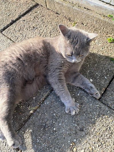 An eye-level, medium shot captures a gray cat lying on a concrete patio. The cat, facing to the right, has its head tilted down, eyes partially closed, and paws extended. The patio is constructed of rectangular concrete slabs with visible grout lines. Patches of sunlight and shadow fall across the surface, suggesting an outdoor setting. In the upper right corner, a few small green plants are visible, peeking up from the ground. The overall scene is peaceful and still. The specific location in the city of Druten, Netherlands, cannot be determined from the visual information alone.