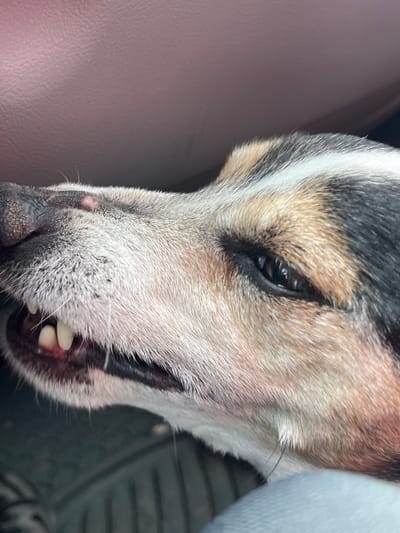 The image is a close-up of a dog's face. The dog has light-colored fur with patches of black and brown. Its eye is open and focused, and its mouth is slightly open, revealing some teeth. The background is blurred, but appears to be a car interior, with a leather-like surface and some dark, indistinct shapes. The location of Nikopol, Bulgaria is not discernable from the image.