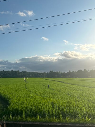 A lush, green rice paddy field is bathed in the golden light of a late afternoon sun. The field, located in Lonrong, Indonesia, stretches towards a dense line of dark green trees in the distance. The sky above is a vibrant blue, dotted with scattered white clouds that are illuminated by the sun. Three dark power lines run horizontally across the upper portion of the image. Within the rice paddy, several small, flag-like objects and what appear to be scarecrows are strategically placed. The foreground of the image shows a dark, textured border along the edge of the field. The overall impression is one of agricultural tranquility under a dynamic sky.