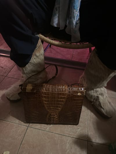 The image depicts a dimly lit indoor setting with a brown alligator-skin purse resting on what appears to be a dog. The dog, light gray in color, is lying on a tile floor. To the left of the dog and purse, a portion of a wicker chair and a person wearing dark clothing are visible. The location is Montreuil, France.