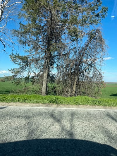 The image depicts a scene alongside a paved road, likely in a rural area. Adjacent to the road is a grassy verge, beyond which extends a field of green vegetation. A large tree with a mix of bare branches and some foliage stands between the road and the field. The sky is visible through the tree branches, with clear blue patches. A shadow of an unknown object is partially visible on the right side of the road. The location is presumably near Bazan, Bulgaria, as the user specified this location.