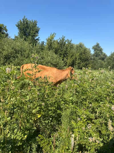 A light brown cow is grazing in a field of green vegetation and white-flowered plants under a clear blue sky. Trees form a dense line in the background. The scene is set in the city of Pavlodarskoe, Kazakhstan.