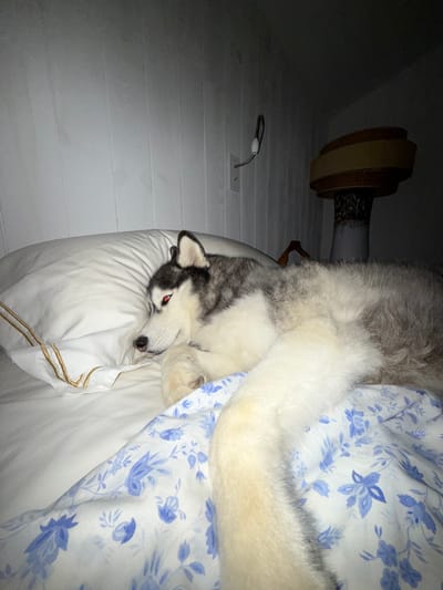 A husky dog is lying on a bed with a white pillow and a blue floral comforter. The dog is looking to the left with its eyes open, one of which appears to be glowing red. The bed is in a room with white wooden paneled walls. A lamp with a woven shade and a dark base is visible in the background. A white electrical outlet with a silver cord is also on the wall. The overall lighting is dim, with shadows cast across the scene. This appears to be a domestic interior setting, possibly a bedroom.