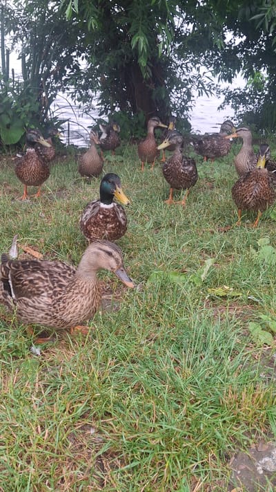 The media file shows a group of ducks on the grassy bank of a body of water, likely a river or lake, in Štětí, Czechia. The ducks are primarily brown and mottled, with some exhibiting the iridescent green heads characteristic of mallards. The scene appears to be outdoors during daylight hours, with the lighting suggesting it could be overcast or late afternoon as there are no harsh shadows.
Several ducks are positioned on the grass, some facing the water, while others are looking towards the viewer. One duck in the foreground, facing right, is prominently featured with detailed feather patterns. In the mid-ground, a few ducks are clustered together, and one appears to have a yellow beak. Further back, more ducks are visible, some partially obscured by foliage. The water's surface reflects the sky and surrounding trees, creating a sense of depth. The vegetation consists of lush green grass, with some dry patches and scattered leaves. The overall impression is a natural, peaceful setting where the ducks are congregating near the water's edge. There is no visible text in the image.