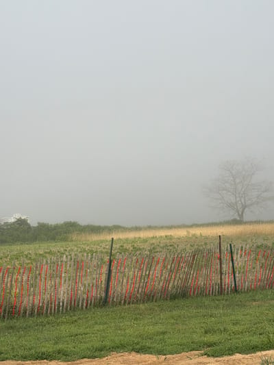 A serene, fog-laden landscape in Mattituck, United States of America, unfolds with a rustic wooden fence adorned with red ribbons, dividing a verdant foreground from a field of golden grasses in the midground. A solitary, bare-branched tree stands in the distance, partially obscured by the mist, with a white structure, possibly a house or RV, faintly visible to its left. The sky is a uniform pale gray, contributing to the ethereal atmosphere of the scene.