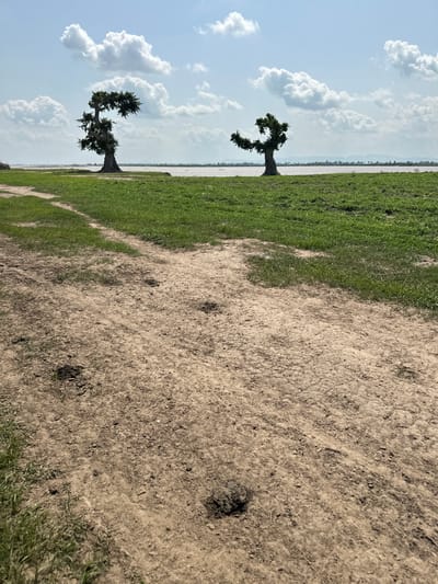 A scenic view of the coastline in Dobeli, Nigeria, features two distinct trees standing on a lush green grassy field. The tree on the left is tall and slender with branches reaching upwards, while the tree on the right is shorter and bushier, with branches that curve and twist. In the background, a body of water stretches towards the horizon, meeting a clear blue sky dotted with fluffy white clouds. A dirt path winds its way through the foreground, leading towards the grassy area. The overall impression is one of natural beauty and tranquility.