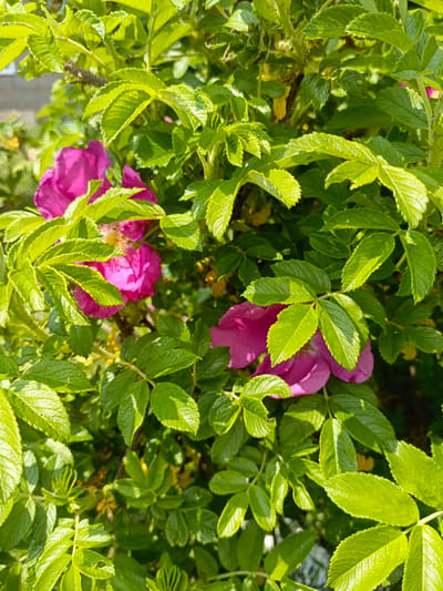 A close-up, eye-level shot captures a lush green rosehip bush with vibrant magenta flowers blooming amidst its foliage. The sunlit leaves are a dominant feature, showcasing their serrated edges and the way light reflects off their textured surfaces. A few pink petals peek through the dense green, some fully open and others partially obscured. The background is a blur of green and hints of yellow, suggesting more vegetation and possibly sunlight filtering through. The image appears to have been taken outdoors in a natural setting.