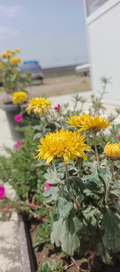 In Mehrabad, Uzbekistan, a close-up shot focuses on a cluster of vibrant yellow chrysanthemums. The flowers, with their intricate, multi-layered petals, dominate the foreground. Some are in full bloom, while others are still budding. The leaves are a muted green, some showing signs of dust or natural wear. Behind the flowers, a blurred background reveals greenery and pink blossoms, suggesting a garden setting. In the distance, a faint impression of vehicles and a structure hints at an urban environment. The sky above is a pale blue, overcast with light clouds.
