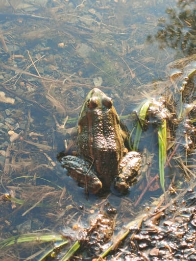 A top-down, medium shot captures a frog partially submerged in shallow, murky water with visible debris. The frog, positioned in the center of the frame, faces forward, its back covered in a textured pattern of green and brown. Its hind legs are splayed outwards, resting on the muddy bottom. The water contains a mix of small stones, dried grass, and other organic matter, with light glinting off the surface. The environment appears to be a natural body of water, possibly a pond or slow-moving stream, within the rural setting of Nepryakhinskoye Sel'skoye Poseleniye, Russia.