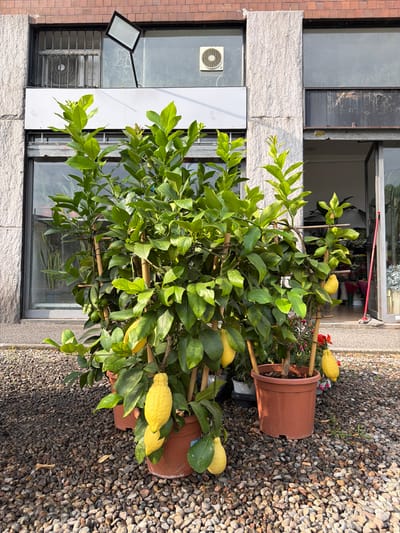 A lemon tree laden with large, yellow lemons stands in a terracotta pot on a gravel surface outside a building. The tree is supported by bamboo stakes. Behind the tree are large windows and a brick facade, suggesting an urban or commercial setting, possibly a flower shop or nursery, given the glimpse of flowers inside through an open doorway on the right. The building appears modern, with stone and glass elements. The overall scene is well-lit by natural sunlight. This image was taken in Buccinasco, Italy.