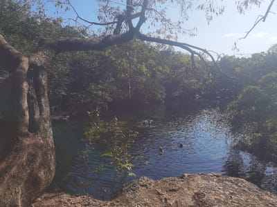The image shows a freshwater cenote, a natural sinkhole filled with water, in a wooded area. It is located in San José, Mexico, at coordinates 20.492 latitude, -87.258 longitude. The cenote is filled with clear blue water and surrounded by lush vegetation. Several people are swimming in the cenote, some of them are diving. A large tree with thick branches and a rough trunk is in the foreground. The tree is leaning towards the cenote, its branches reaching out over the water. The ground around the cenote is covered in rocks and dirt. The sun is shining brightly, casting shadows on the water and surrounding vegetation. The image appears to be taken on a clear day.