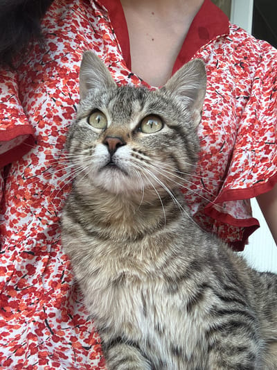 A gray tabby cat is lying on a person's lap. The person is wearing a red and white floral patterned garment. The cat's head is positioned towards the viewer. The cat has green eyes and long white whiskers. The background is out of focus, but appears to be indoors. There is no indication this image was taken in Mankent, Kazakhstan.