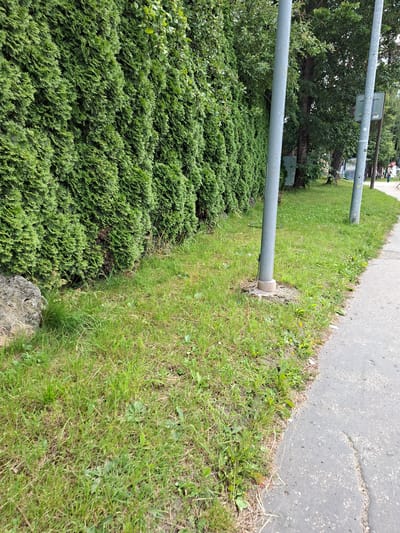 The image captures a street scene in Ilava, Slovakia, featuring a dense, green hedge lining the left side of the frame. In front of the hedge, a grassy area with patches of dandelions and other small wildflowers is visible, along with a large, grey rock. Two grey utility poles stand in the grassy area, one closer to the viewer and the other further back. A paved walkway or road runs along the right side of the frame, with a person walking in the distance. The background consists of trees and foliage.