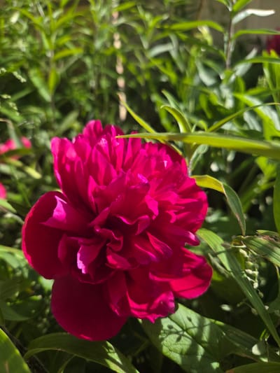 The image shows a close-up of a bright pink peony flower in full bloom. The flower is the central focus, with its layered petals radiating outwards. The background is filled with lush green foliage, suggesting an outdoor setting. The lighting indicates it's daytime, with sunlight casting shadows on the leaves. The location of Mazie Garanči, Latvia, is not evident from the image itself.