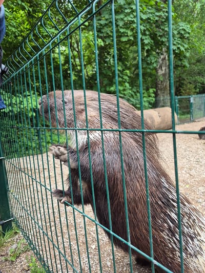 This is a medium shot of a porcupine behind a green metal fence in an outdoor enclosure. The porcupine is facing left, with its front paws resting on the fence. Its quills, which are brown and white, are visible. The background consists of trees and gravel. Part of a person wearing a blue shirt is visible on the left side of the frame, reaching towards the porcupine. The image was taken in Nautse, Estonia.