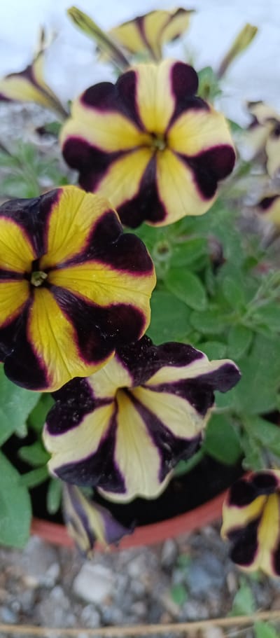 The image is a close-up, eye-level, outdoor shot of several petunia flowers with a striking bicolor pattern of yellow and deep purple. The flowers are in bloom, with their petals unfurled, revealing a star-like center. The vibrant colors and intricate striping are the main focus. The background consists of green foliage, a hint of a terracotta pot, and a blurry surface of small gray and white pebbles, suggesting a garden or potted plant setting. The lighting appears to be natural daylight, creating soft shadows. The location is stated to be Safarovo, Russia, although this context is not visually evident in the image itself.