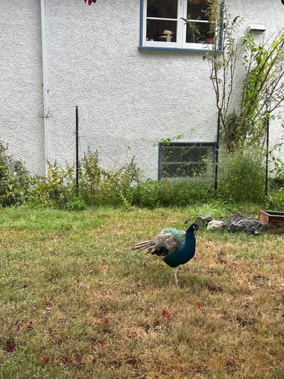 A single peafowl stands on a patchy green and brown lawn scattered with red leaves. The bird, featuring a blue head and neck, iridescent green body feathers, and mottled brown wings, is observed in a residential backyard setting in Victoria, Canada. In the background, a light-colored, textured stucco building wall is visible, featuring a white-framed upper window with blue trim and a smaller, partially obscured lower window, also with blue trim. A white downspout runs vertically along the left side of the wall. Dense, unkempt green vegetation grows at the base of the wall, with dark vertical support poles integrated within it. Several grey rocks and a small wooden planter box are situated near the vegetation on the right.