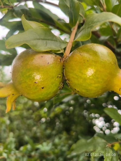 In Kattasu, Uzbekistan, two unripe pomegranates are depicted on a branch, adorned with small black ants. The pomegranates are a greenish-yellow hue, with the one on the left exhibiting a yellow blossom at its base. The background consists of lush green foliage and blurred light circles, suggesting an outdoor, possibly garden or orchard setting. The timestamp "02.07.2026 08:00" is visible in the lower right corner.
