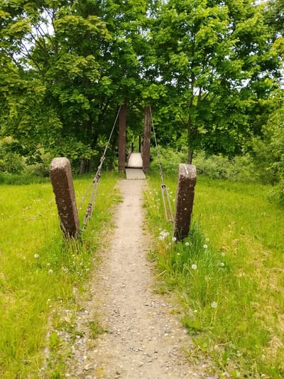 The image depicts an unpaved dirt path leading towards a wooden suspension bridge, situated within a verdant natural environment in Gropiškiai, Lithuania. The path, composed of light brown soil and small grey stones, occupies the central foreground and midground, progressively narrowing as it approaches the bridge. Lush, vibrant green grass, interspersed with numerous white dandelion seed heads, flanks both sides of the path.

In the immediate foreground, two weathered, dark brown, rectangular stone or concrete posts stand vertically, one on each side of the path. Each post serves as an anchor for multiple steel cables, which are secured with visible tensioning hardware (turnbuckles/shackles) and extend upwards and forward towards the bridge structure.

The wooden suspension bridge is visible in the midground, featuring a planked deck. Its design suggests support from overhead cables, although the full support structure is partially obscured by foliage. The entire scene is framed by a dense growth of mature deciduous trees with abundant, healthy green foliage, forming a canopy overhead and creating a visual tunnel effect towards the bridge. The sky is largely obscured by the tree canopy, with only diffuse bright light visible, indicating an overcast or dappled light condition. No individuals or animals are present in the scene.