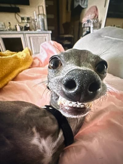 This is a close-up, eye-level, indoor photograph of an Italian Greyhound dog. The dog is positioned in the foreground, looking directly at the camera with its mouth slightly open, revealing its teeth. The dog's fur is a dark gray color, and it is wearing a black collar. The dog is lying on a pink surface, possibly a bed or sofa, with a yellow blanket visible in the upper left corner of the frame. The background is out of focus but appears to be a domestic setting with furniture and possibly a television. The image was taken in Hallandale Beach, United States of America.