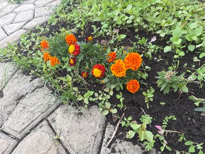 This media file is a close-up, eye-level outdoor shot of a flowerbed with marigolds and other plants bordering a paved walkway. The scene is set in a garden or park. The flowerbed is rich with dark soil, and features several vibrant orange and red marigolds in various stages of bloom, along with smaller, green plants and some grassy weeds. The walkway is composed of large, irregularly shaped, light grey paving stones. The lighting suggests it is daytime, with no strong shadows indicating a particular time of day, and the overcast conditions might imply a cloudy day. The overall mood is natural and serene, focusing on the beauty of the flora and the garden setting. There is no visible text in the image. The location context of Tuishevo, Russia, implies a temperate climate.