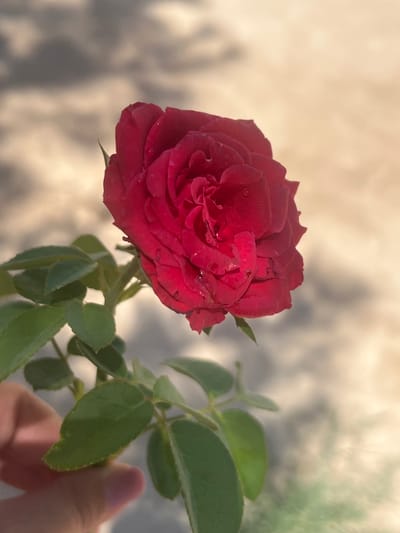 A close-up, slightly low-angle shot shows a vibrant red rose with dew drops on its petals, held by a person's hand. The rose is the primary subject, in sharp focus, with its lush green leaves and stem visible below. The background is softly blurred, suggesting an outdoor setting with dappled sunlight filtering through, creating shadows on a sandy or earthy surface. There is no visible indication of the city of Balkh, Tajikistan.